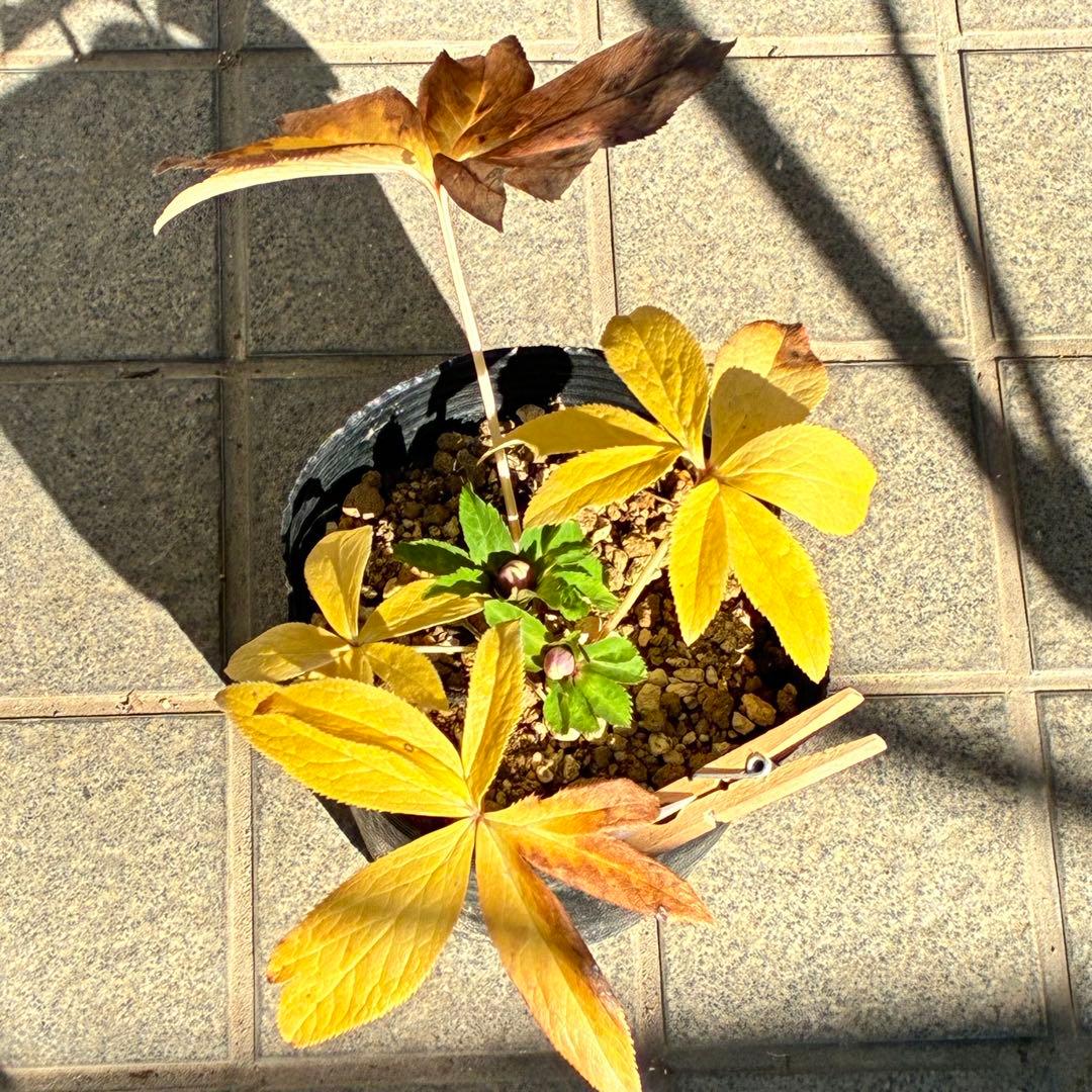 ぱ*こ様 ☘️蕾付き☘️極上☘️3391⭐️小輪⭐️ ハートSD⭐️オーレア⭐️