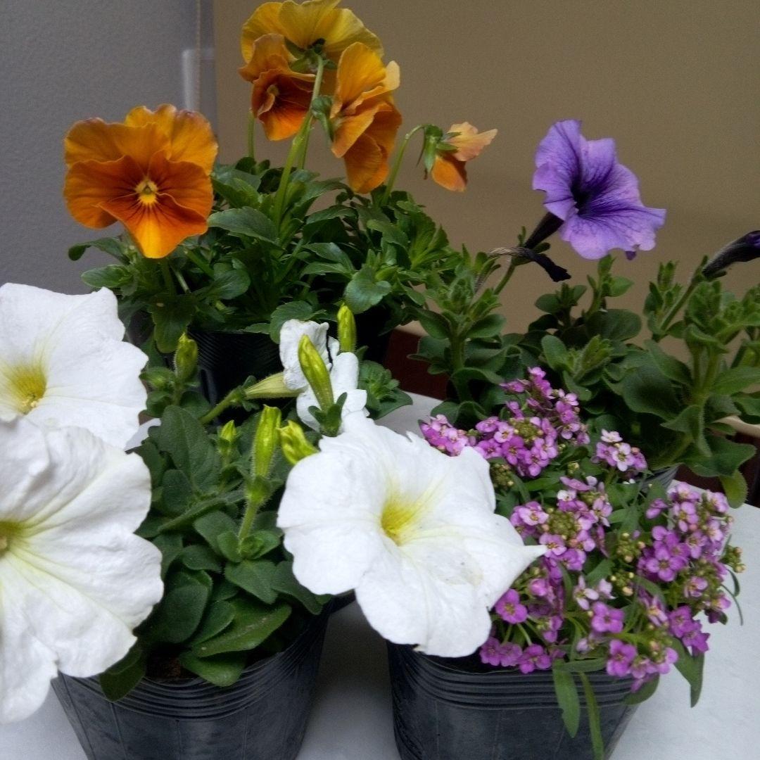 寄せ植えセット 4苗 - メルカリ