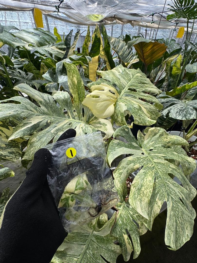 1モンステラ レガシー 組織培養苗 順化前 - メルカリ