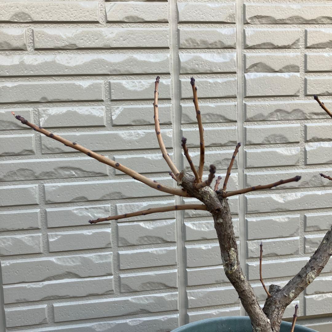 3年以上の充実株♪ スモークツリー ピンクパール 雌木 10号鉢 ラベル