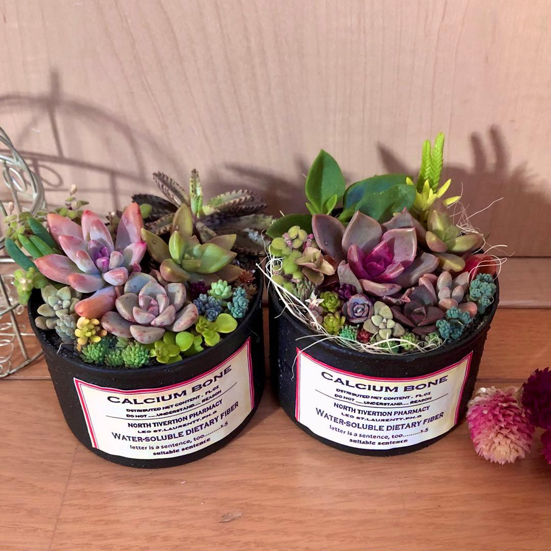 そのまま飾れます❤️ 多肉植物 寄せ植え 育て方メモつき❤️ カラフル