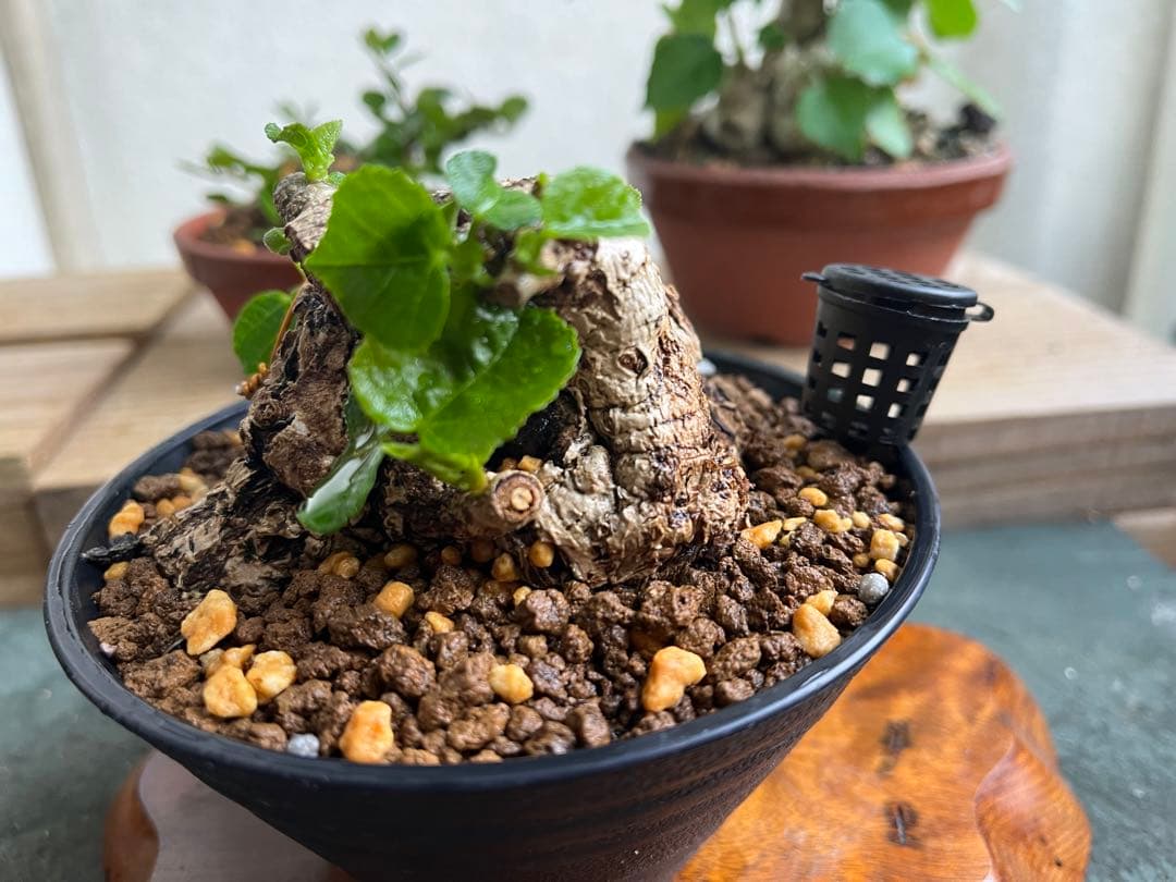 ✨✨✨オキナワオオハマボウ【◎良品素材】検/ユウナ/ハート葉Happy