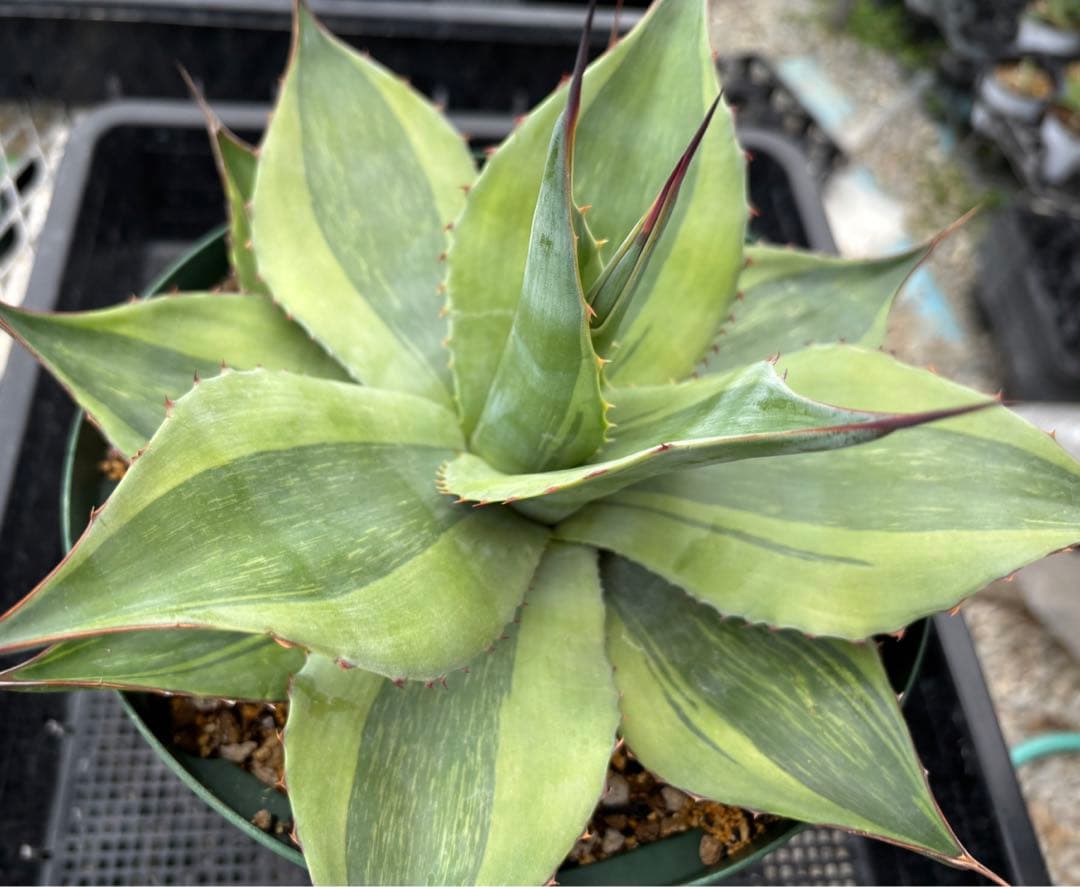 メルカリ便発送‼︎　オバティフォリア　キラー　7号鉢付き発送‼︎