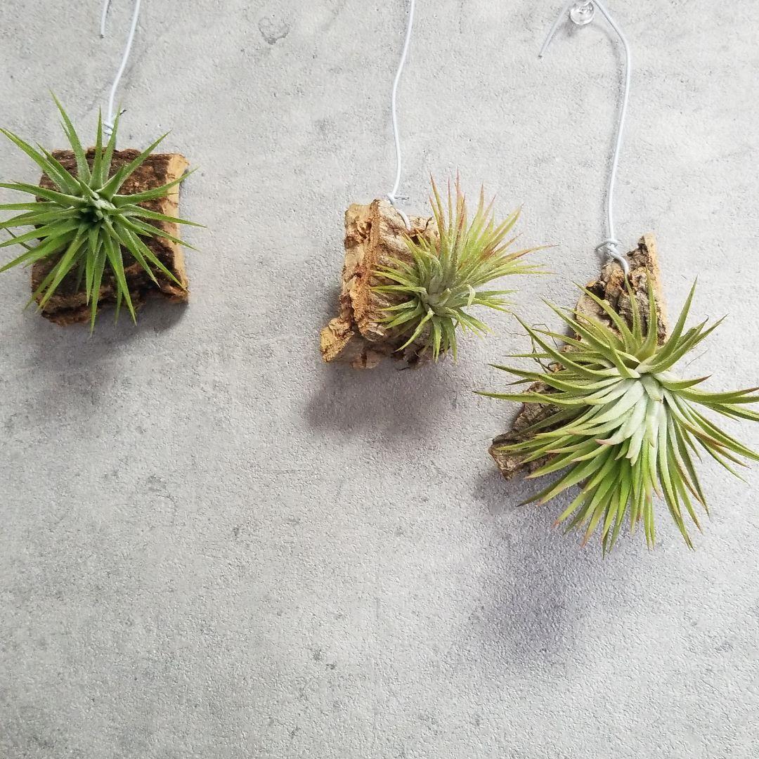 みっちゃん様確認用