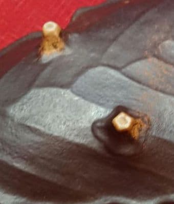 ♢プロが選ぶデザイン萬古焼大皿 ⬛南蛮一珍木の葉 ⬛41cm特大長大皿