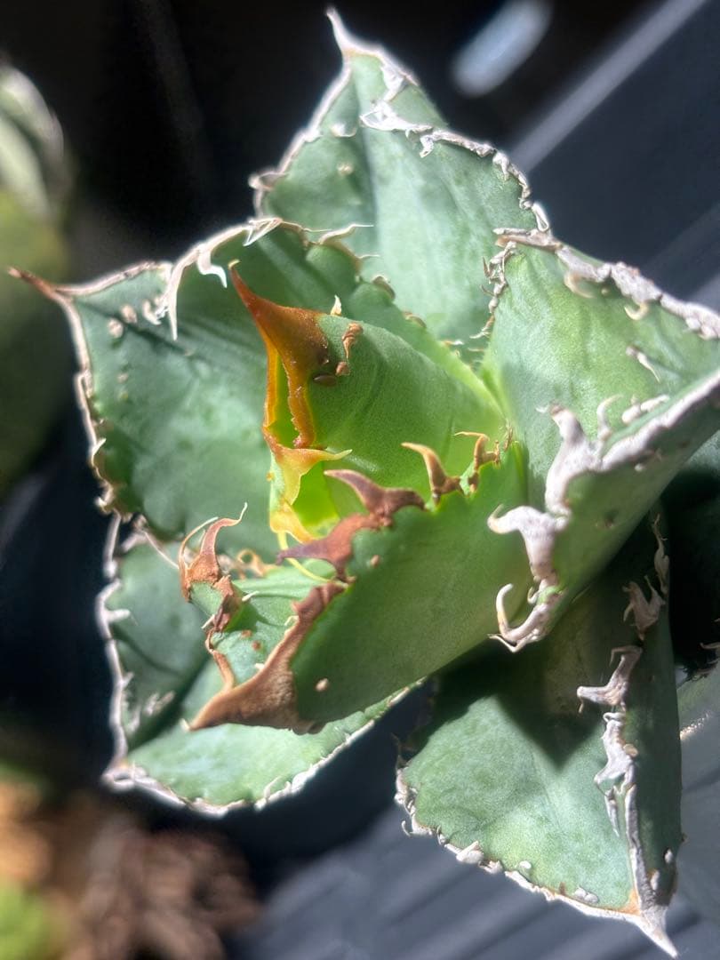 超絶！アガベ現地オアハカブツブツ（極上株）超S級super実生オアハカ激レア！