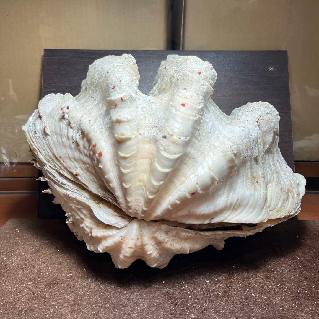 希少 巨大 沖縄県産 ヒレシャコガイ - メルカリ