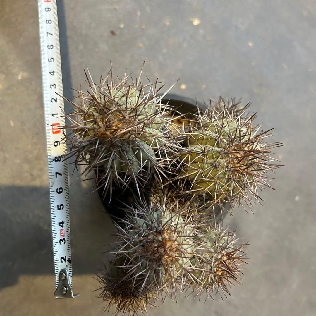 コピアポア カルデラナ 帝冠竜 - メルカリ