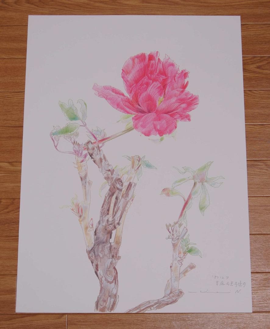 中島千波 花の写生12葉 絵画 12枚セット 求龍堂 | 激安通販のイー