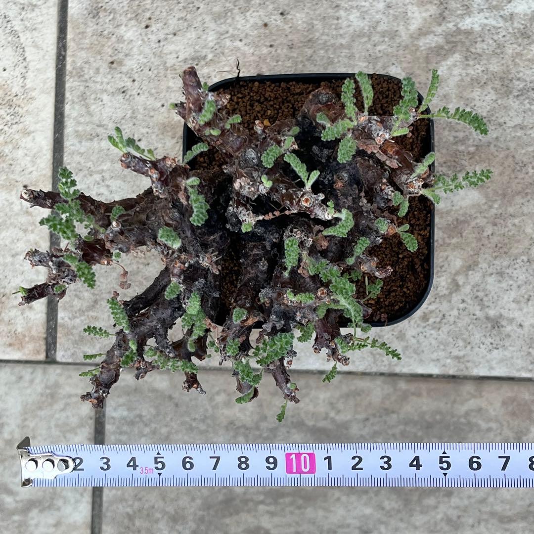 セール】ペラルゴニウム アルテルナンス No.001 鉢、送料込 メルカリ便