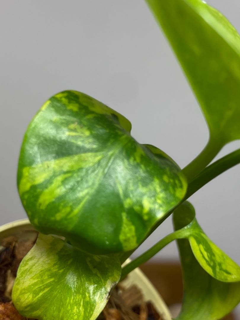 ③【超希少‼️】モンステラ エレクトロライト 斑入り レア 人気