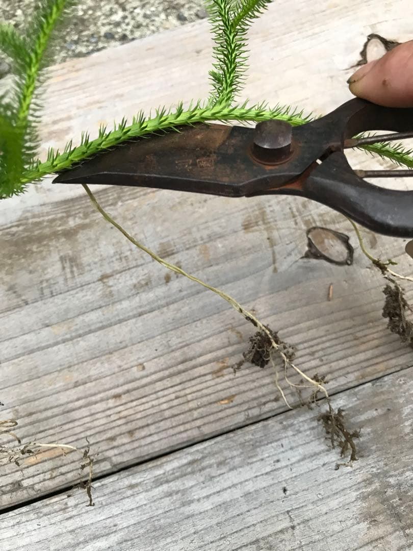 12/22着 ヒカゲノカズラ 2.0m×10本 あ さま専用