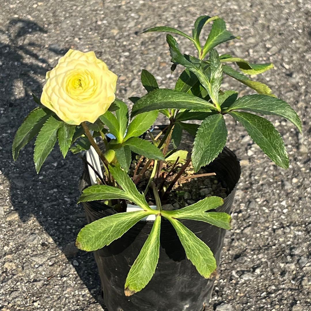 ま*️様 ☘️唯一無二☘️超レア☘️根充実❤️3239⭐️超スーパー多弁⭐️小輪