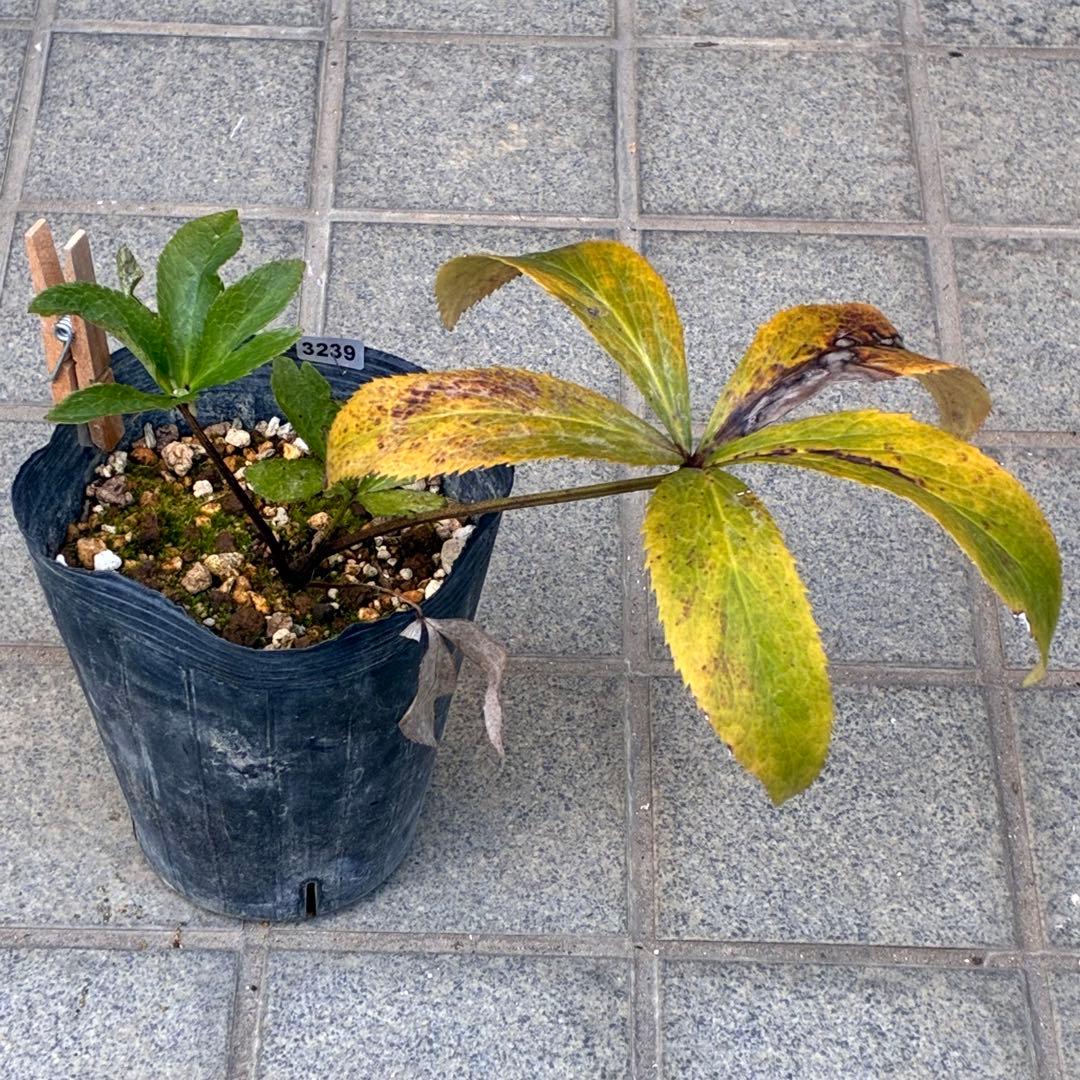 ま*️様 ☘️唯一無二☘️超レア☘️根充実❤️3239⭐️超スーパー多弁⭐️小輪