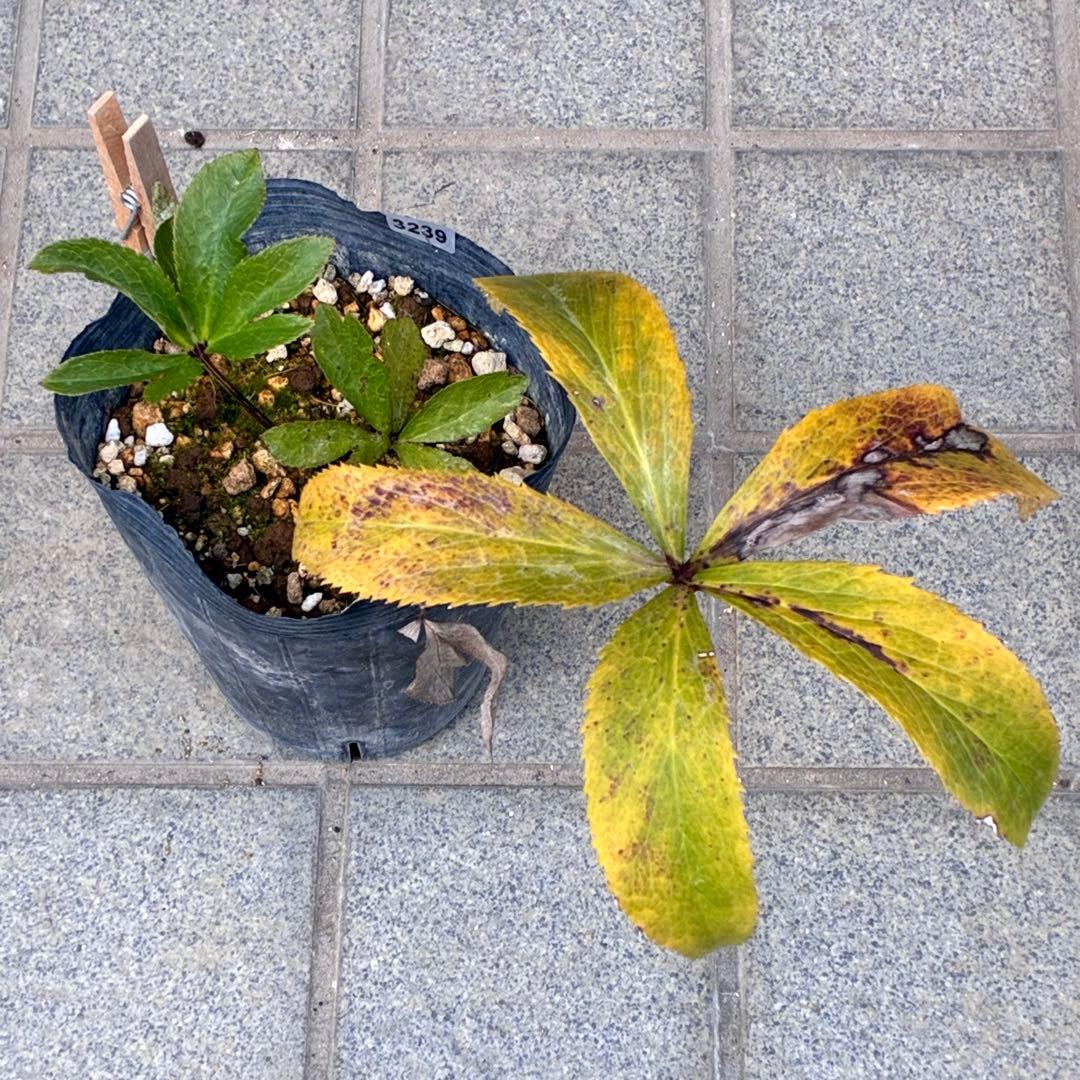 ま*️様 ☘️唯一無二☘️超レア☘️根充実❤️3239⭐️超スーパー多弁⭐️小輪