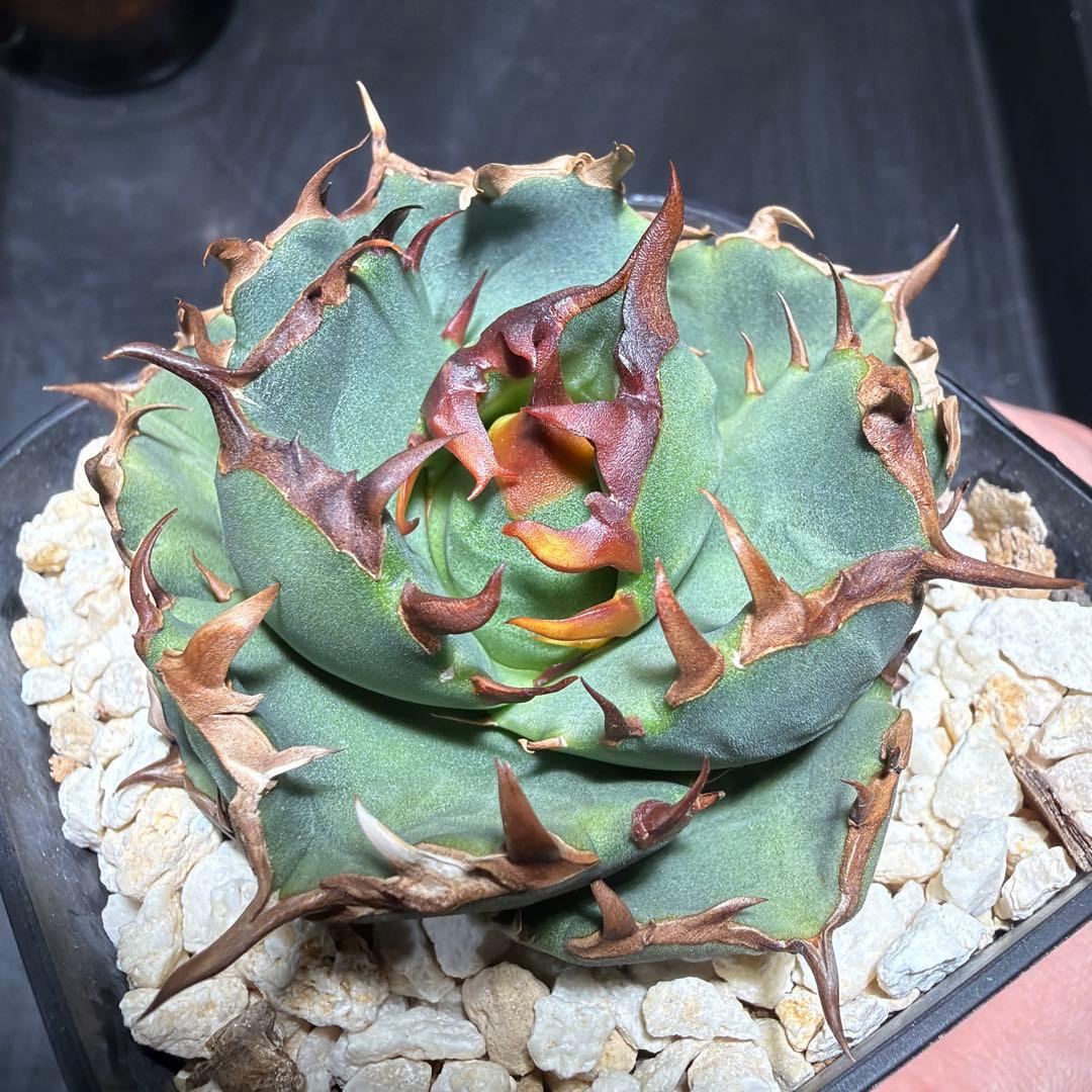 休日限定価格】アガベチタノタ 翼竜 プテラノドン カキコ gree life産