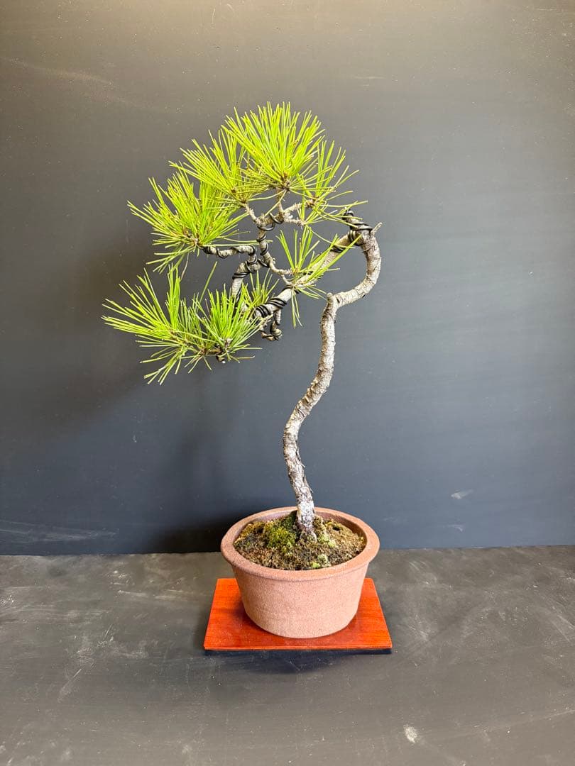 赤松文人木盆栽 古さ◎ 自然の風格◎ - メルカリ