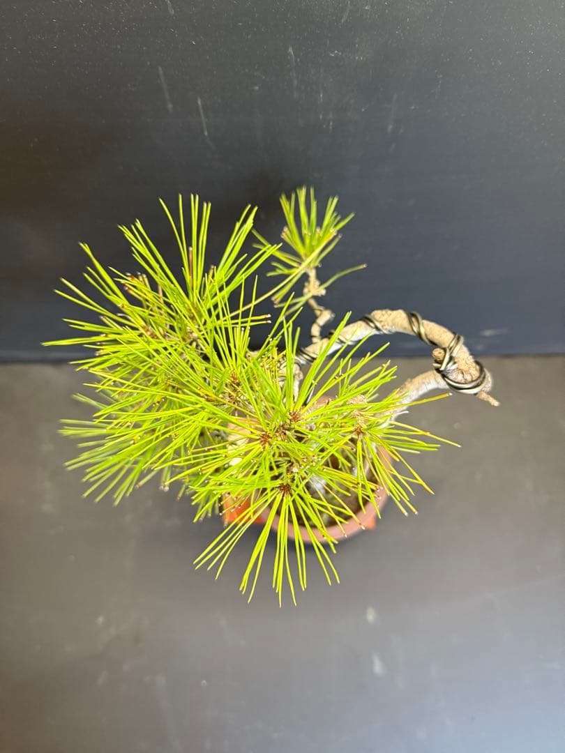 赤松文人木盆栽 古さ◎ 自然の風格◎ - メルカリ