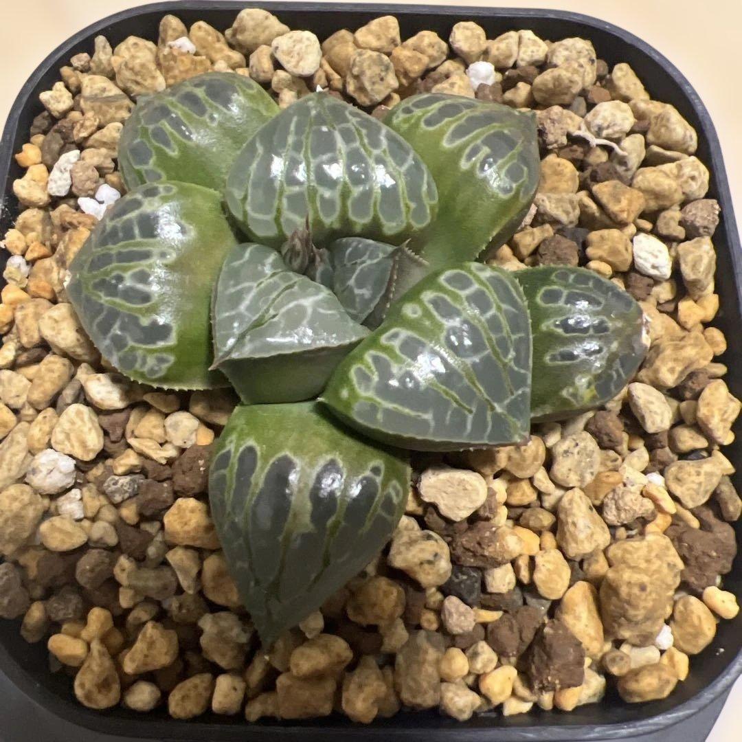 ハオルチア コンプト×ツタンカーメン HYBRID 実生苗 のカキコ - メルカリ