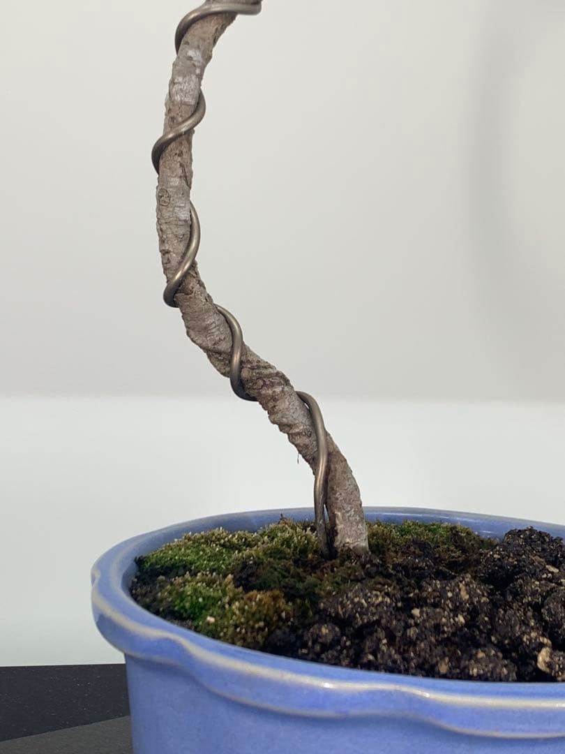 乙な幹流れ 文人黒松 樹高約33cm（検索/赤松五葉松真柏シャリ懸崖小品