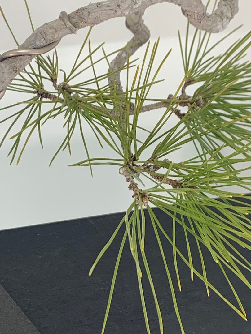 乙な幹流れ 文人黒松 樹高約33cm（検索/赤松五葉松真柏シャリ懸崖小品