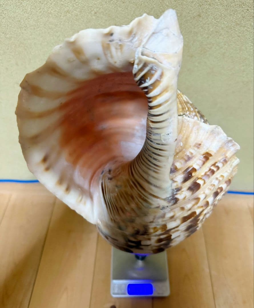 特大肉厚44㎝修験道法螺貝 山伏 - EMPIREWEALTHNATIONAL.COM