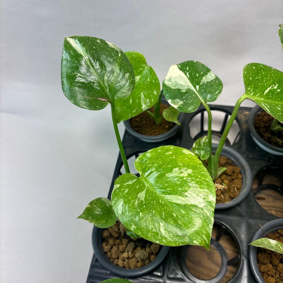 訳あり10株セットms75【特別選抜】モンステラ・タイコンステレーション