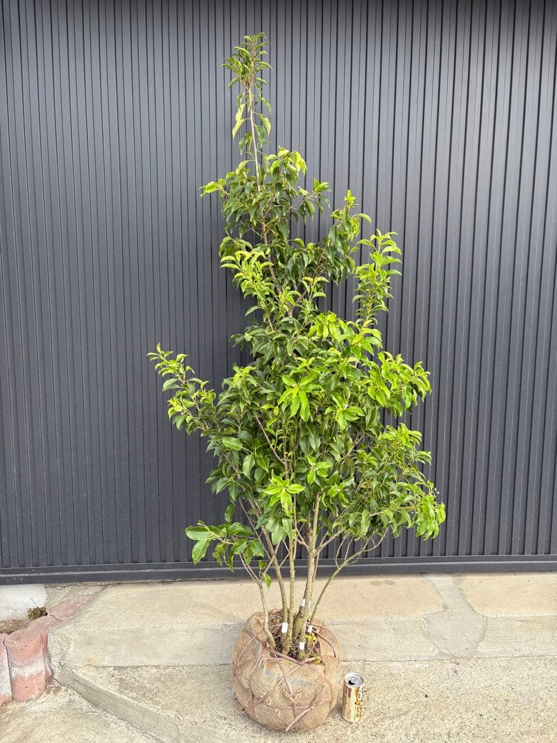 フレーバーグリーン シードレスライム苗 4年接木苗木3本 ラングプール