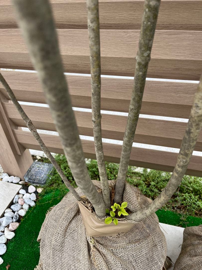 アオダモ 約：220cm と 金木犀 約：140cm まとめ売り