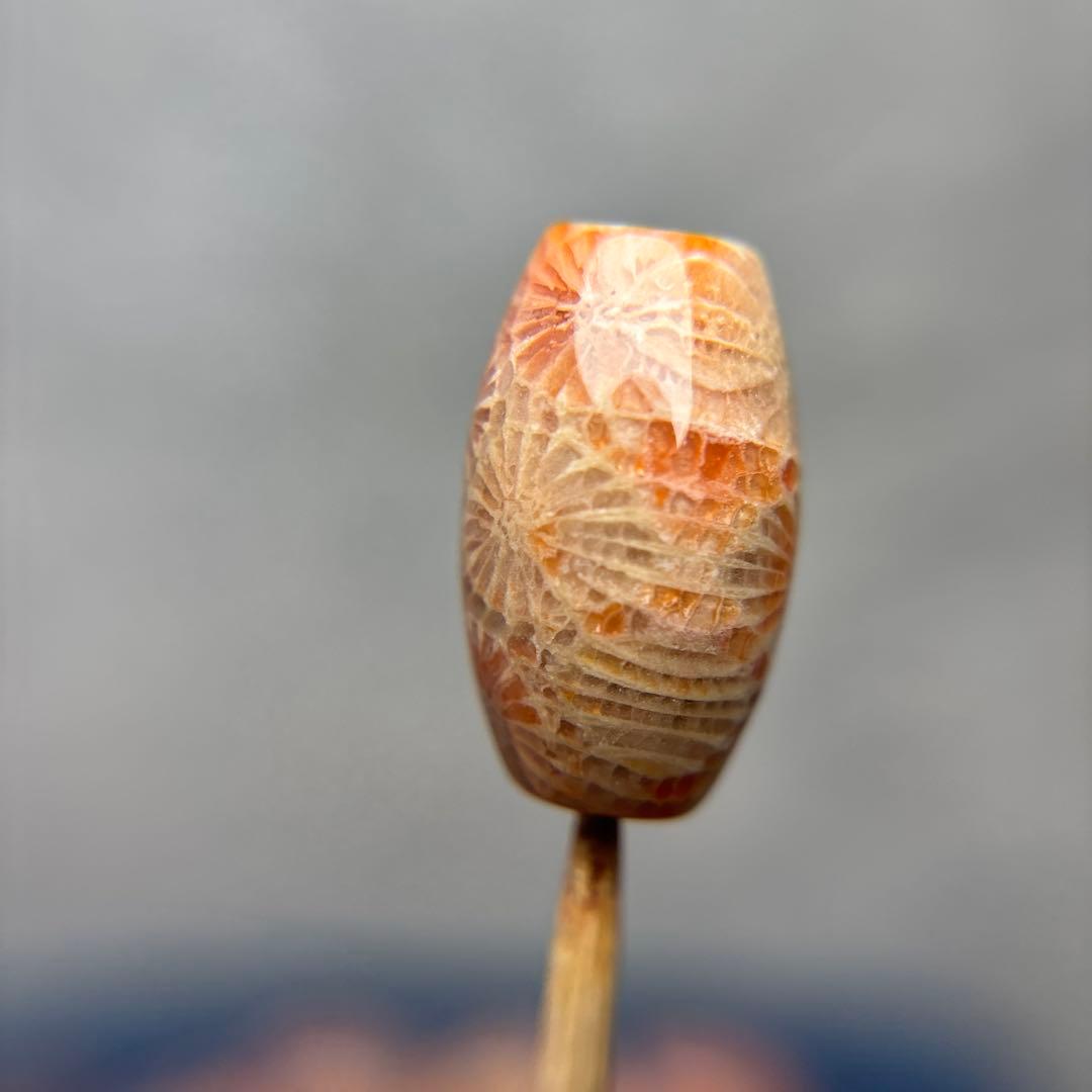 もんちゃんフォッシルコーラル　天珠　1-291