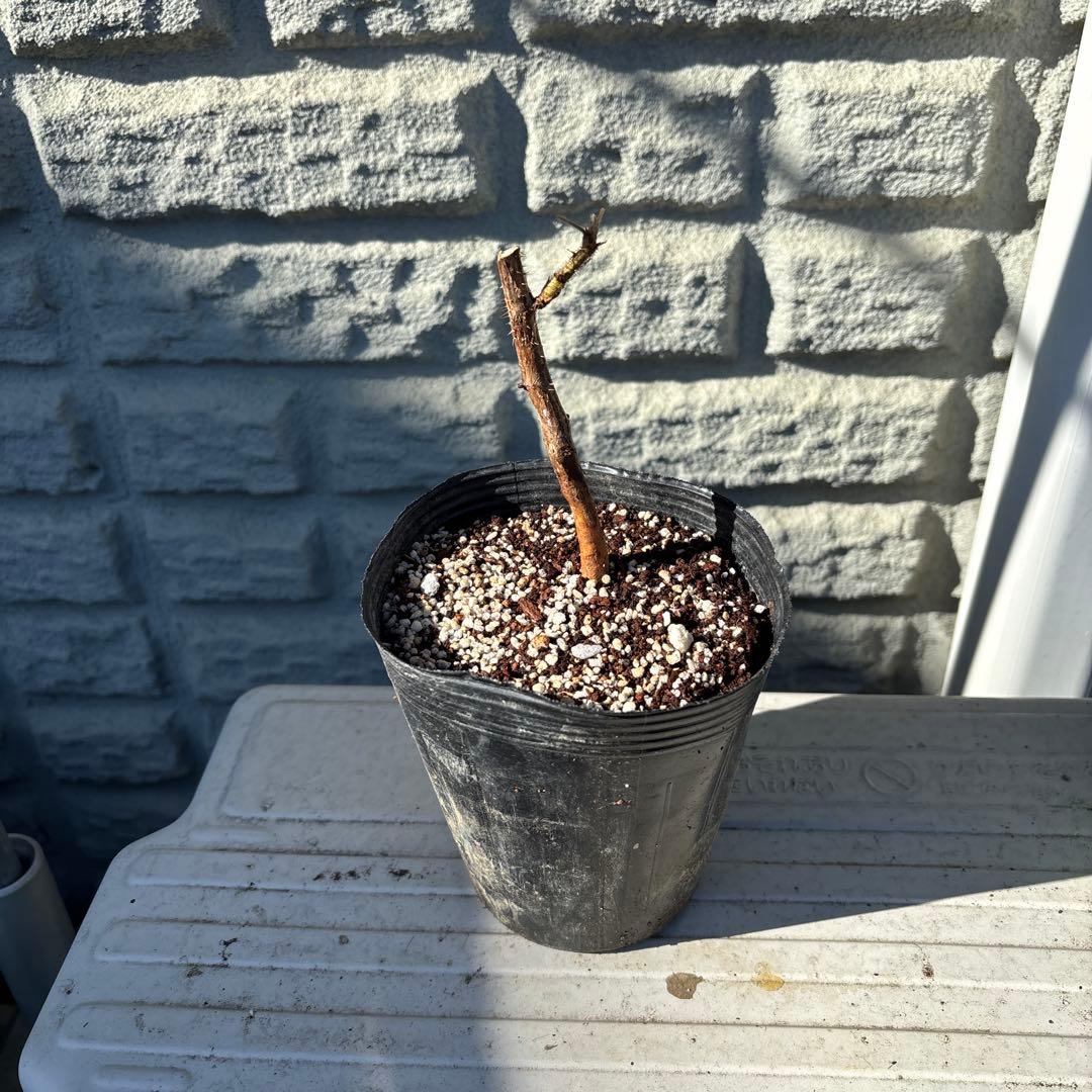 Msysi Yamamoto様専用 ラズベリー苗 マラハトNOT - メルカリ