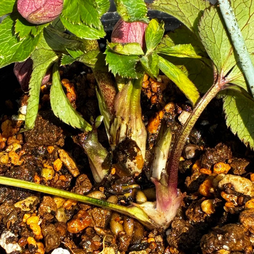 ま*ぎ様 3538☘️蕾花タグ付き☘️⭐️渋み紅ピンク⭐️超小輪⭐️超コンパクト