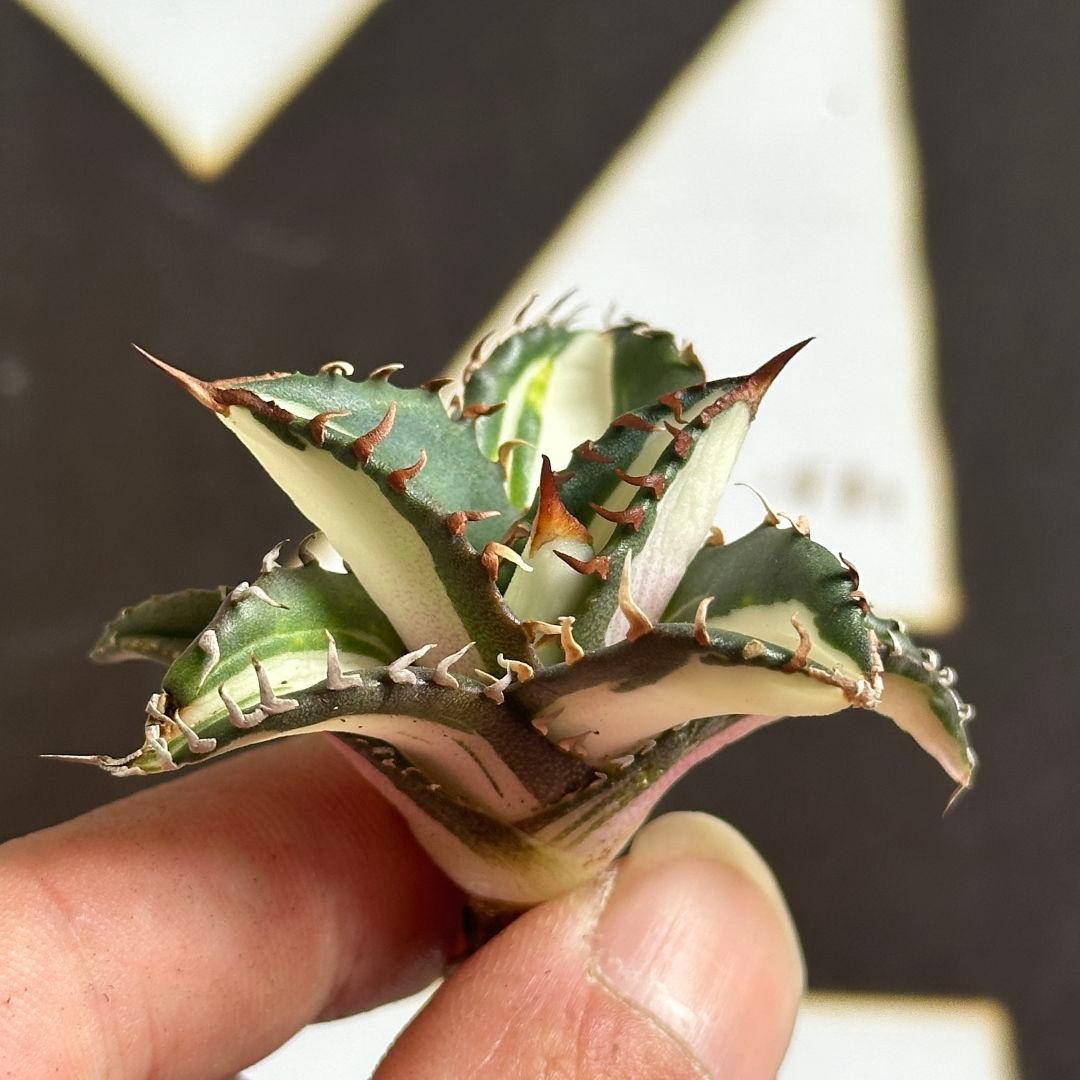 上澳園芸】 アガベ 太陽神錦 瓷白中斑錦 鮮明錦 斑入り（永久斑）極上