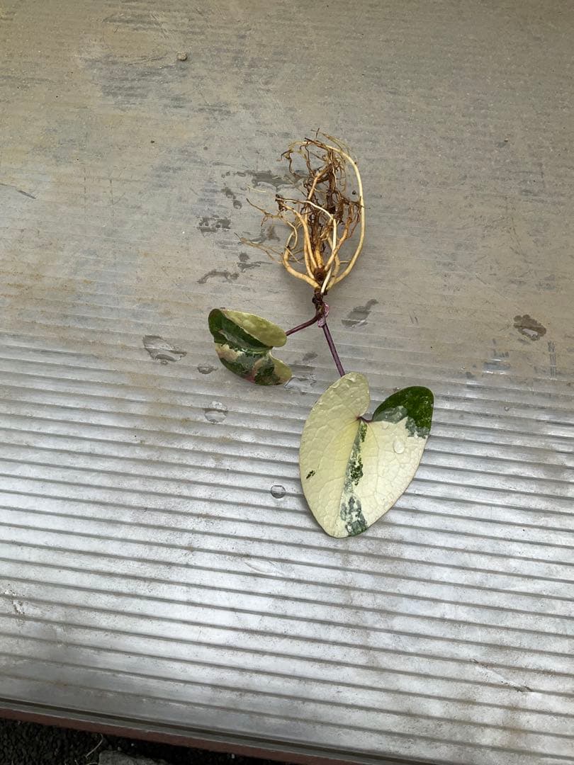 斑入り タマノカンアオイ 銘品「玄白」 カンアオイ - メルカリ