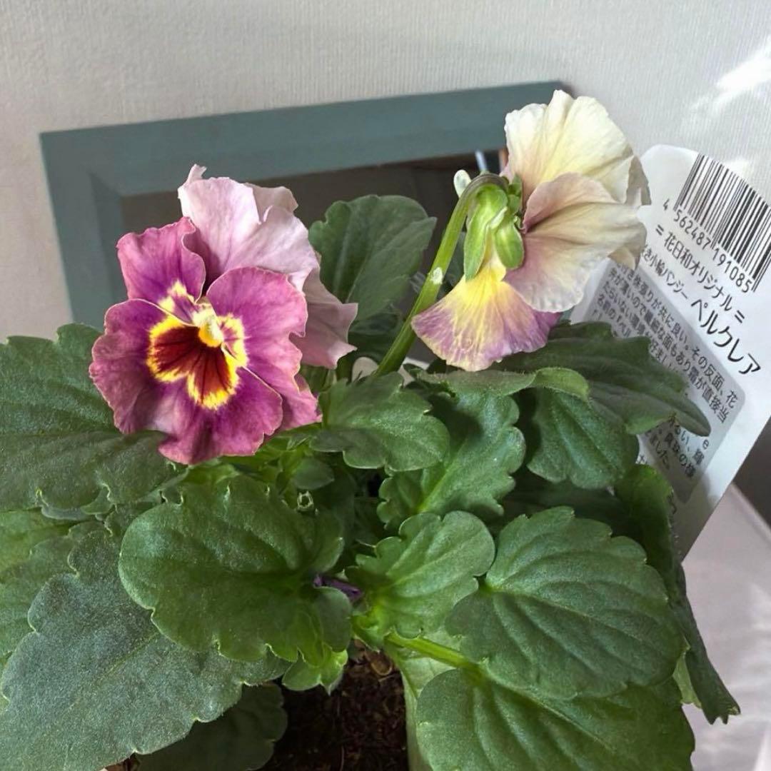 ✿Dom❤Mia✿プロフ必読✿様　リクエスト　おまとめ10点