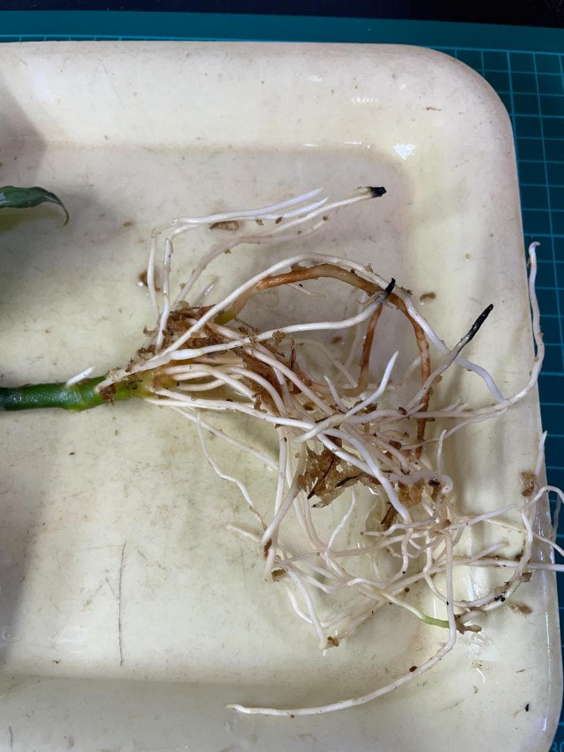 ☆ アグラオネマ アンダマン諸島 ポートブレア 北部地域　出射便 　黄4 ☆