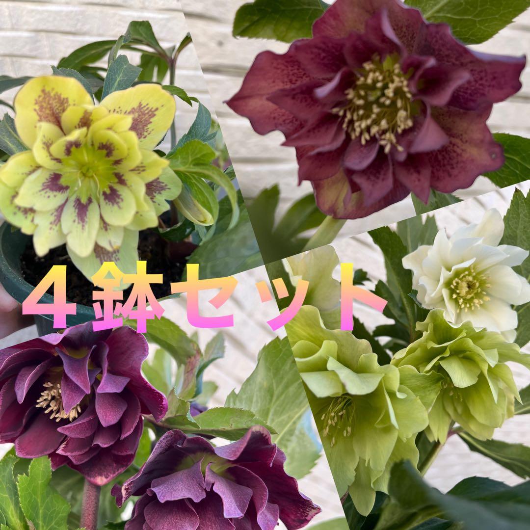 クリスマスローズ　八重　ダブル　５号　４鉢セット　現物　2月１日撮影　Ｂ クリスマスローズ 八重 ダブル 5号 4鉢セット 現物 2月1日撮影 B
