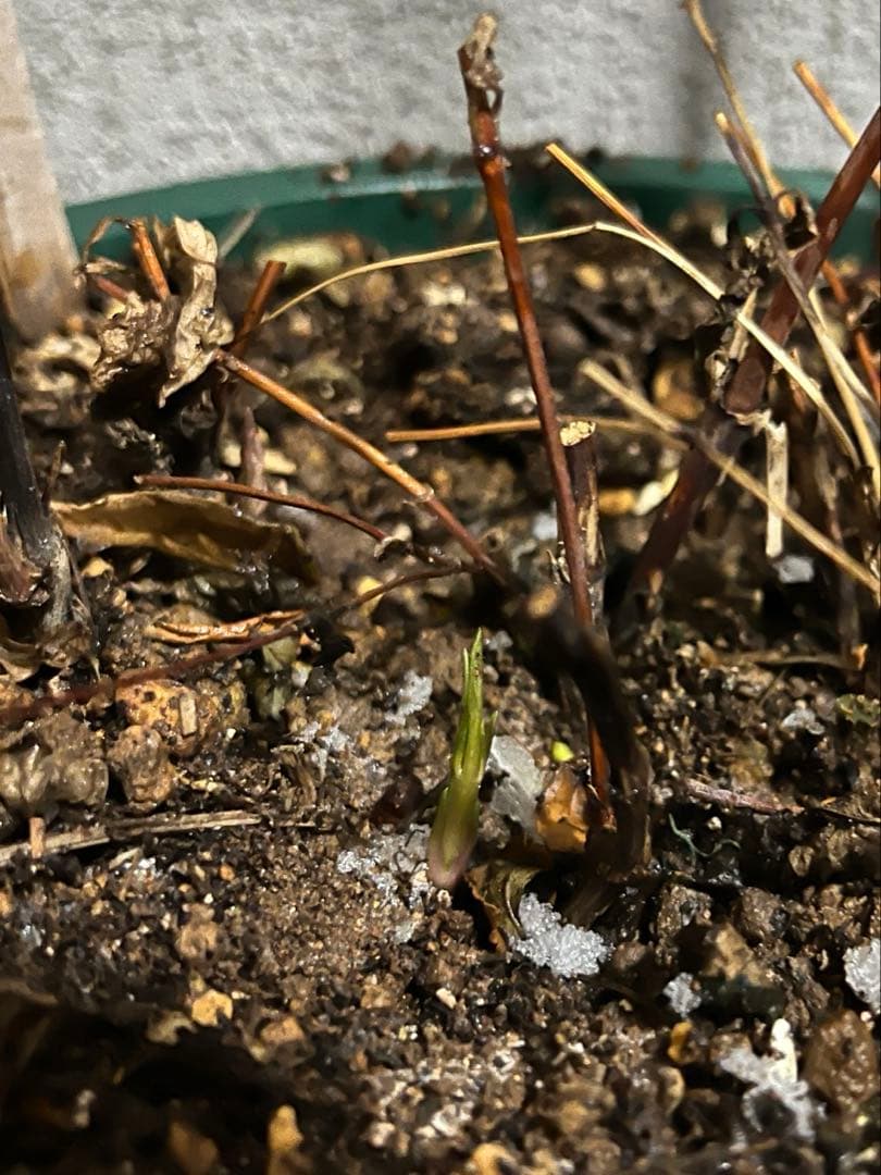 クレマチス 竹行燈仕立て 薄桜 ヴィオルナ系 壺型 正規品 6号鉢 - メルカリ