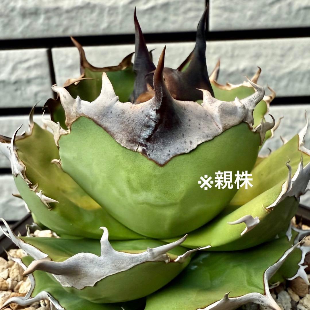 アガベ　チタノタ　dennis040 ② 【限定値下げ】 アガベ チタノタ DENNIS040 デニス040 