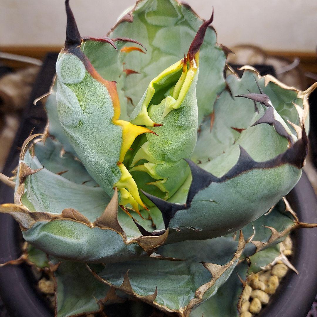 アガベ チタノタ BB ブラックアンドブルー 親株販売 子株付き 鉢のまま