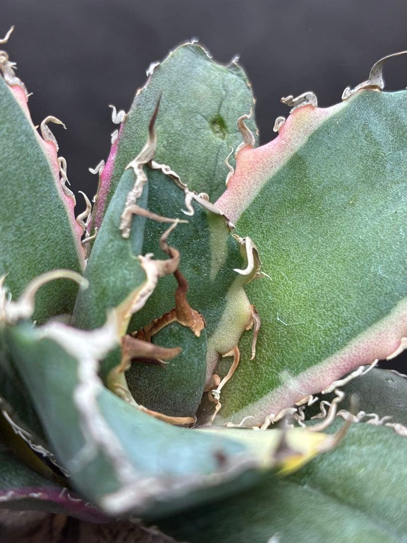 アガベ チタノタ「白鯨錦」覆輪斑入り 珍しいカラー 鮮やかなピンク