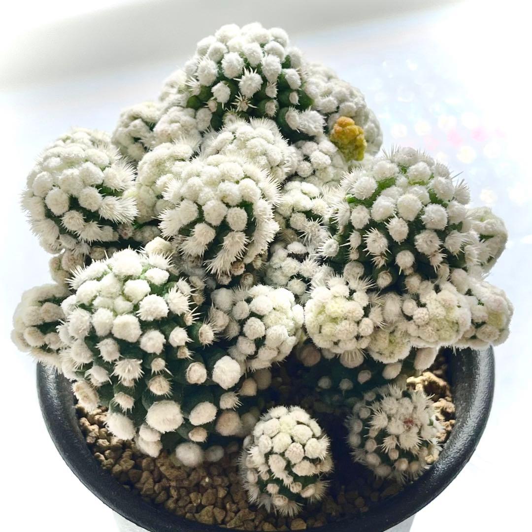 ☆希少品種☆サボテン 多肉植物 マミラリア 白菱 モンストローサ