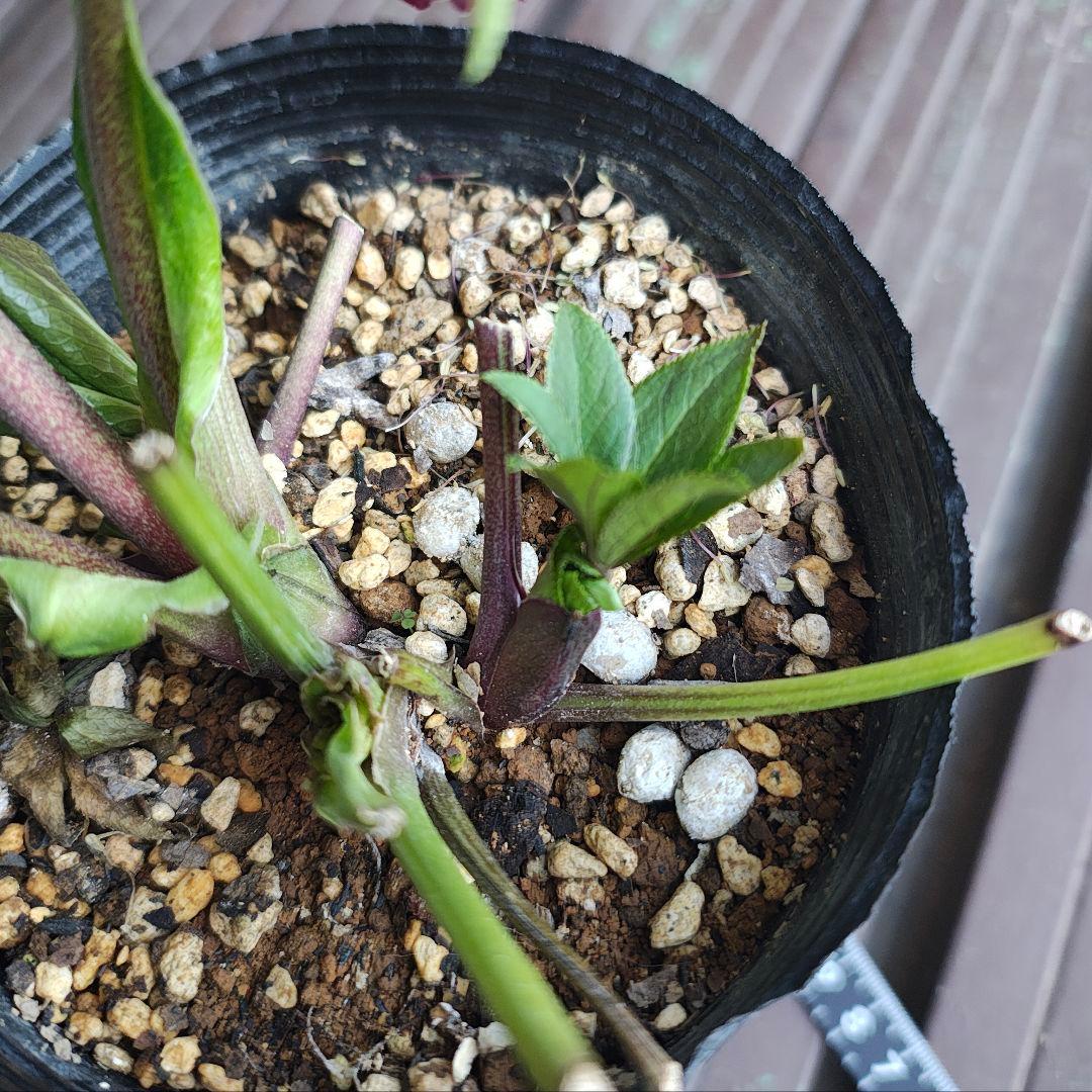 2611小輪系多弁赤しべディープレッド dd若泉ファーム クリスマスローズ