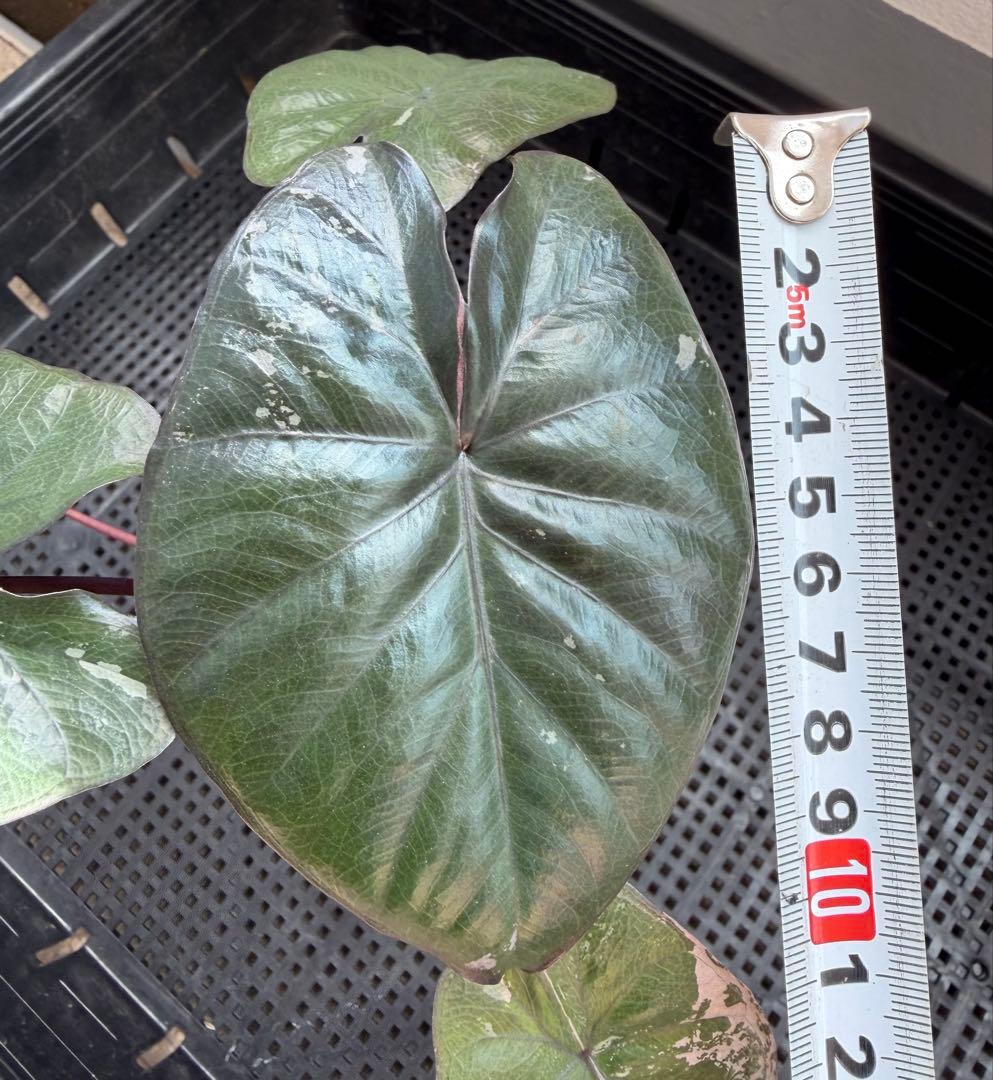 希少 アロカシア ピンクセレンディピティ 斑入り 鉢ごとメルカリ便