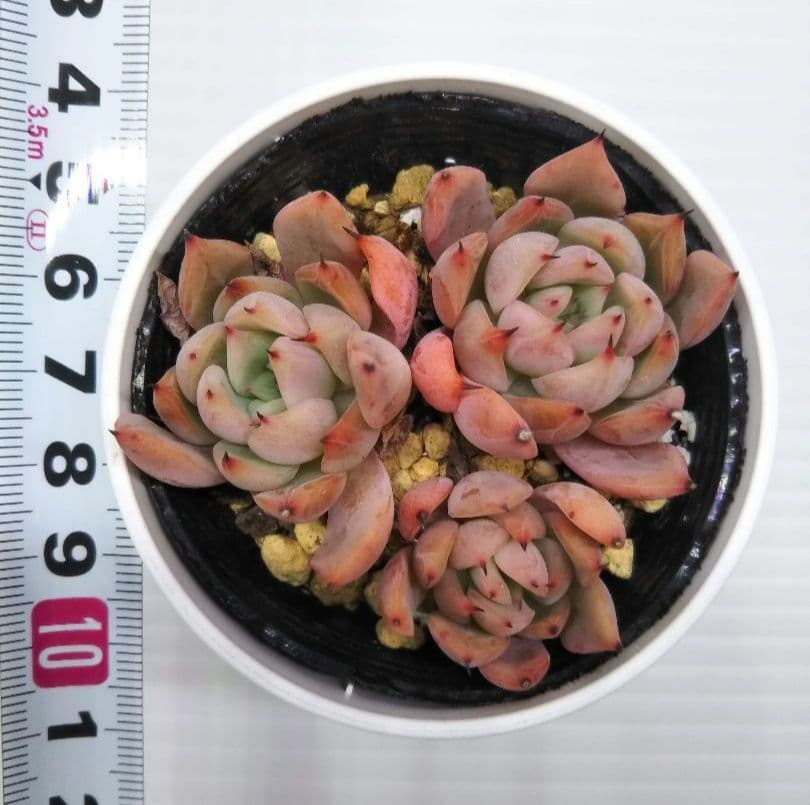 相府蓮×そわそわ おらいさん苗 抜き苗 札は付きません - メルカリ