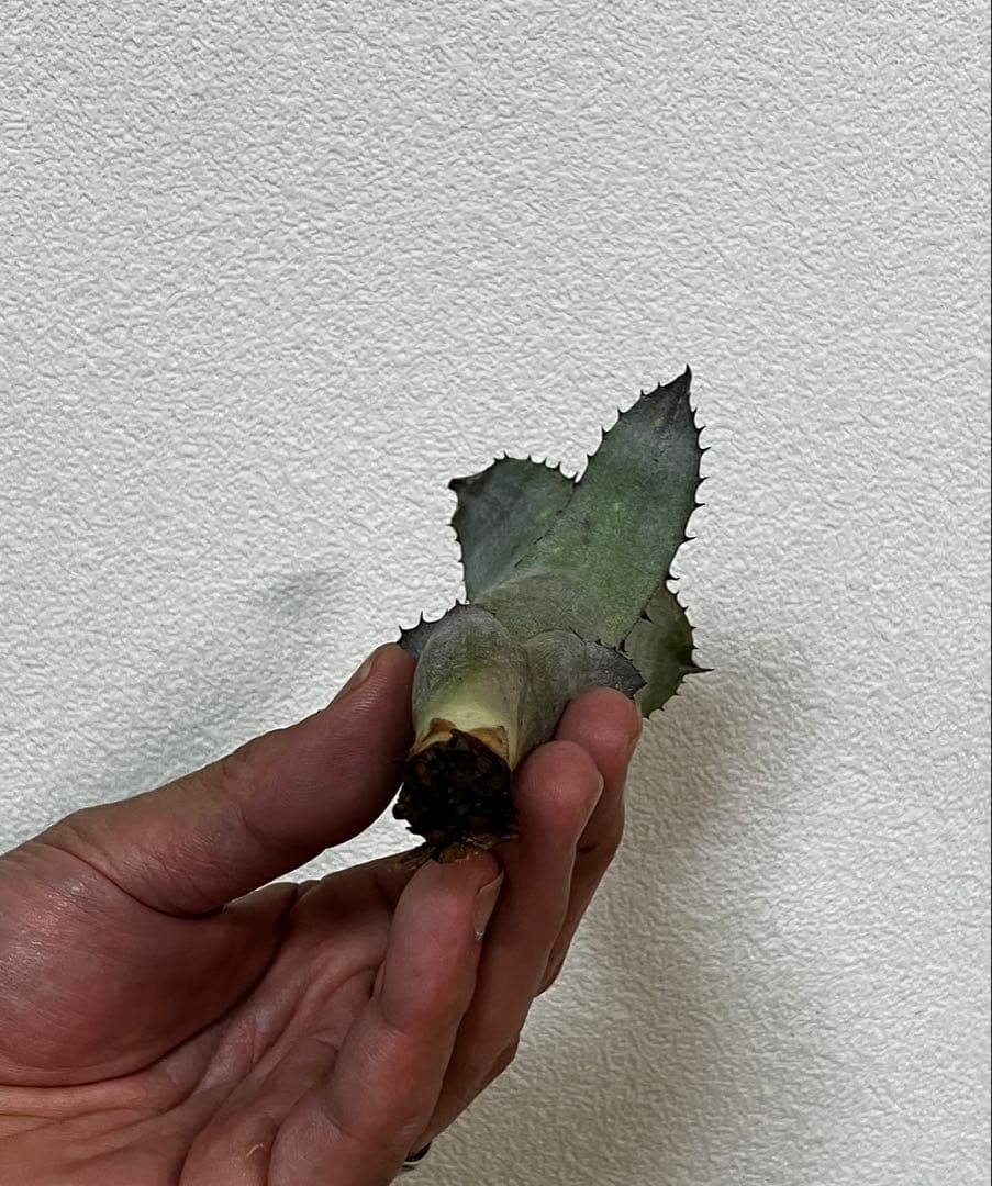 ビルベルギアアラカイ親株、子株のセット - メルカリ