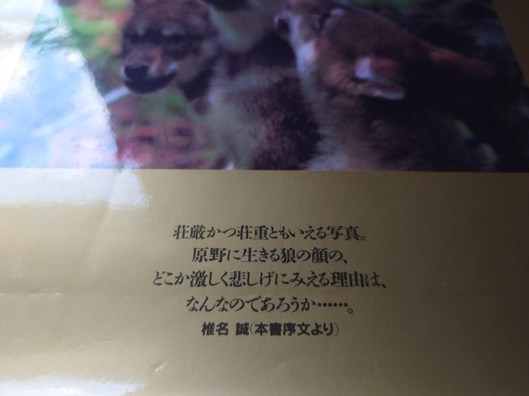 ジム・ブランデンバーグ「白いオオカミ」「ブラザー・ウルフ」絶版