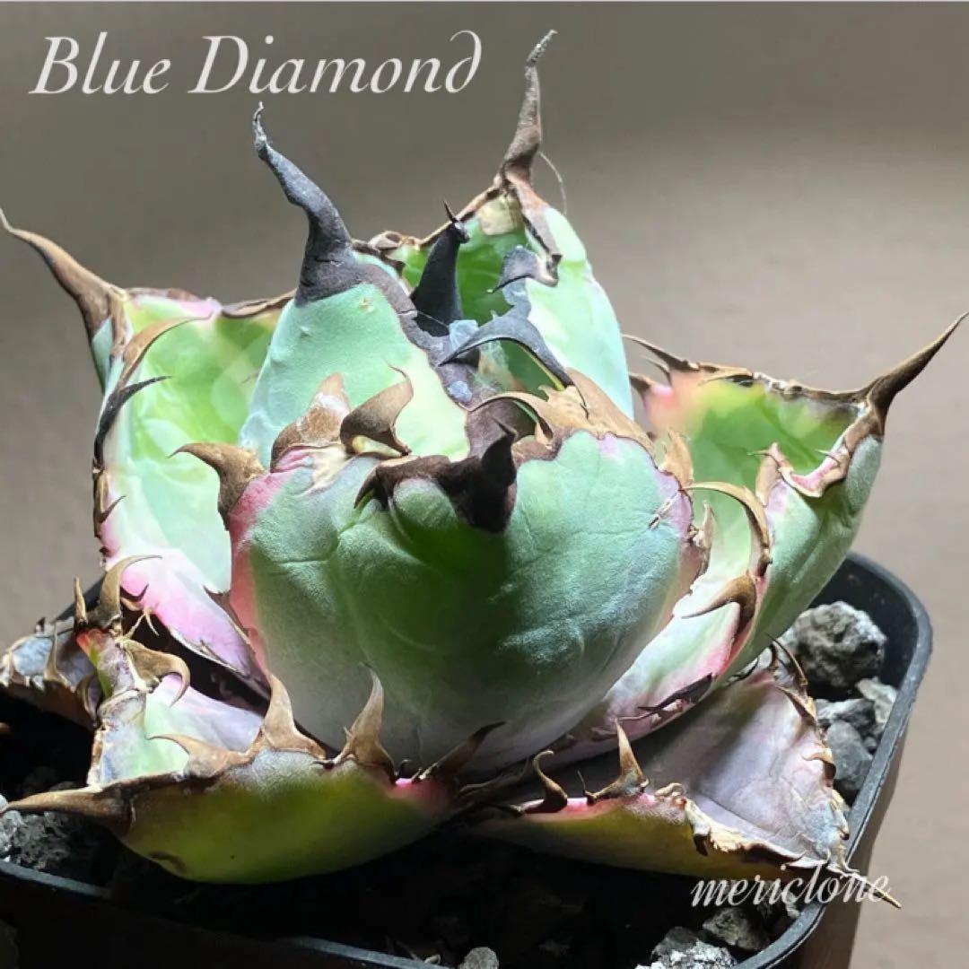 nk　リクエスト出品　鰐亀錦　BB錦　TC 匿名配送