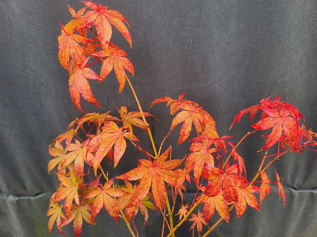 もみじ 接木苗 3本セット｜秋華・竜松院・大勇｜計3