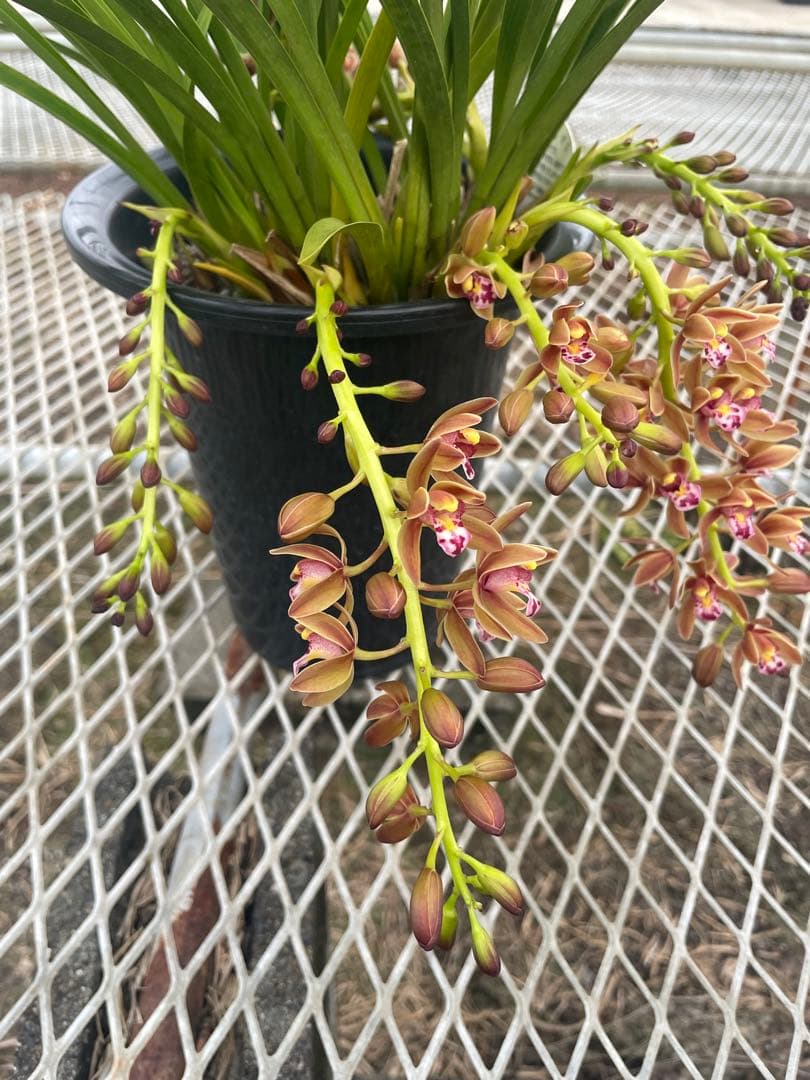 R8年キンリョウヘン花芽7本#5 - メルカリ